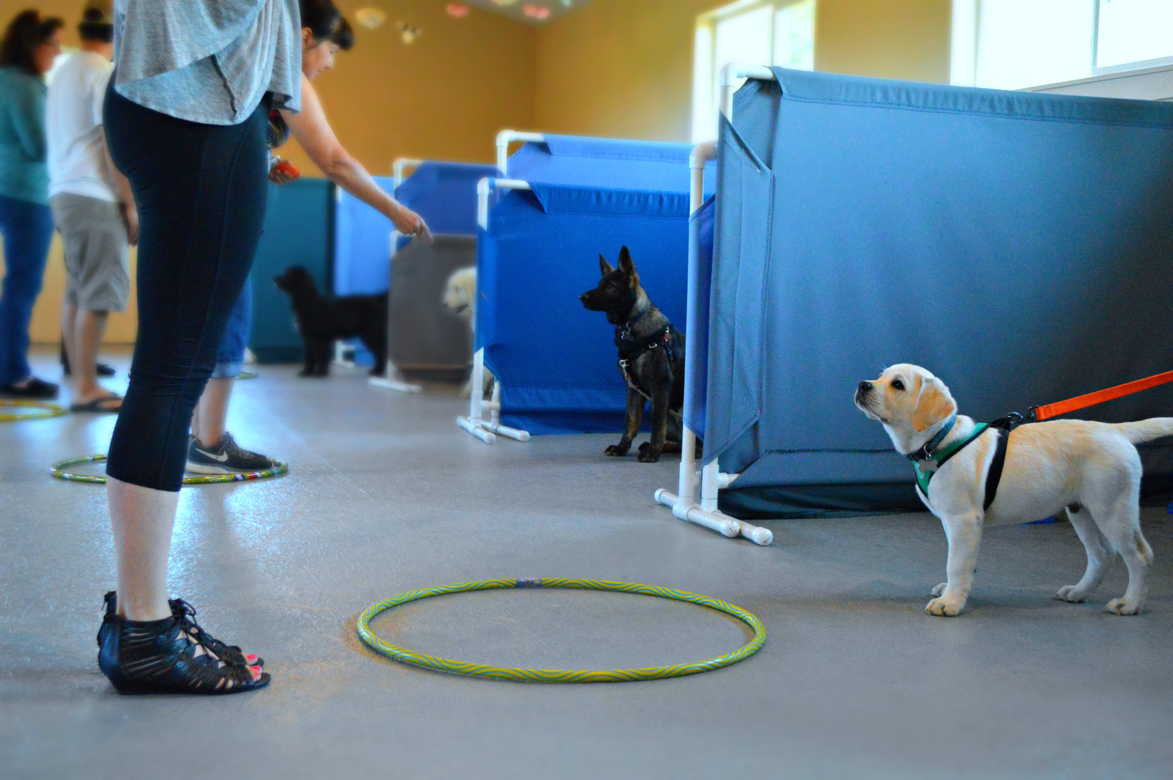 puppies in training facility