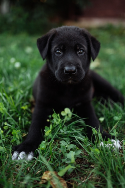dog puppy