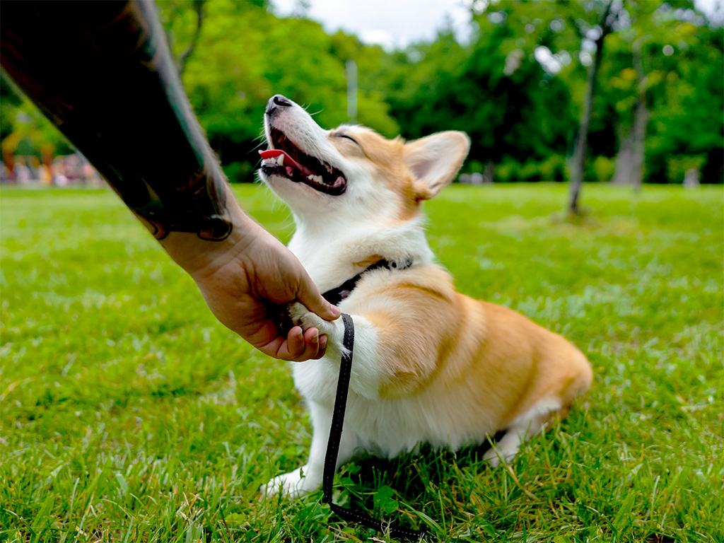 corgi dog shaking a paw with smile on face