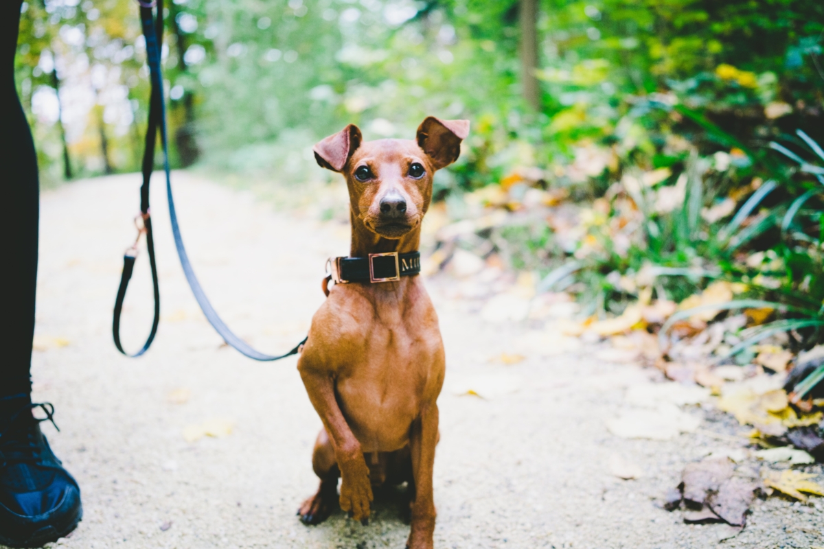 dog leash good