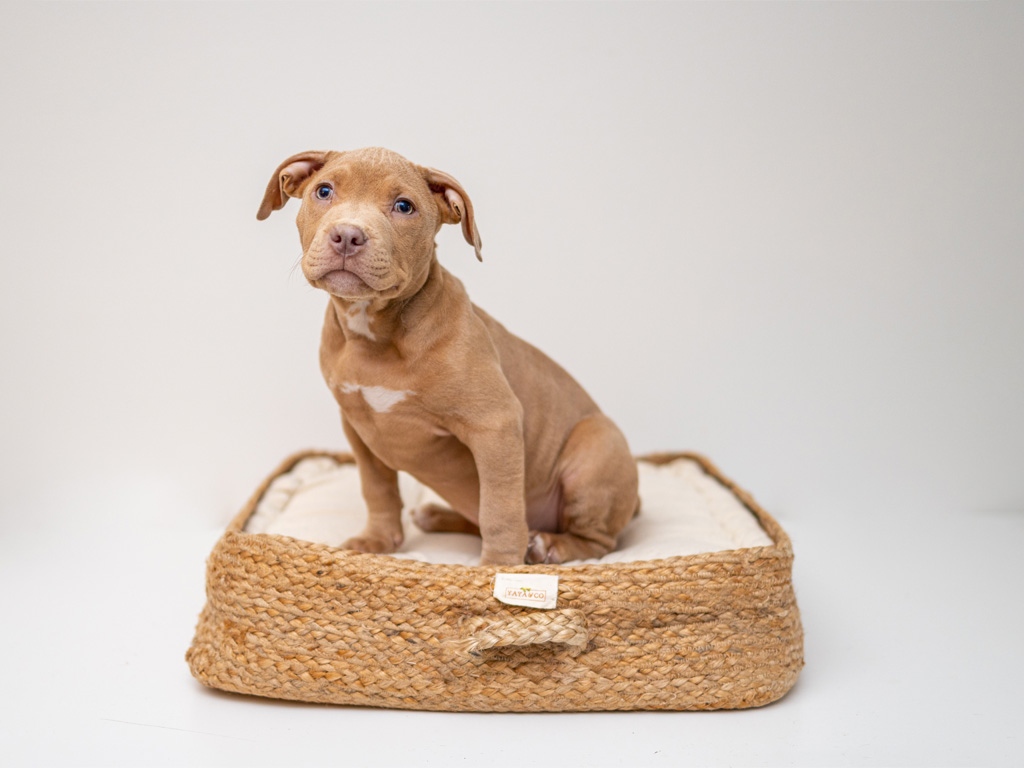 cute pitbull puppy in bed