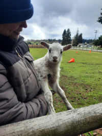 baby lamb
