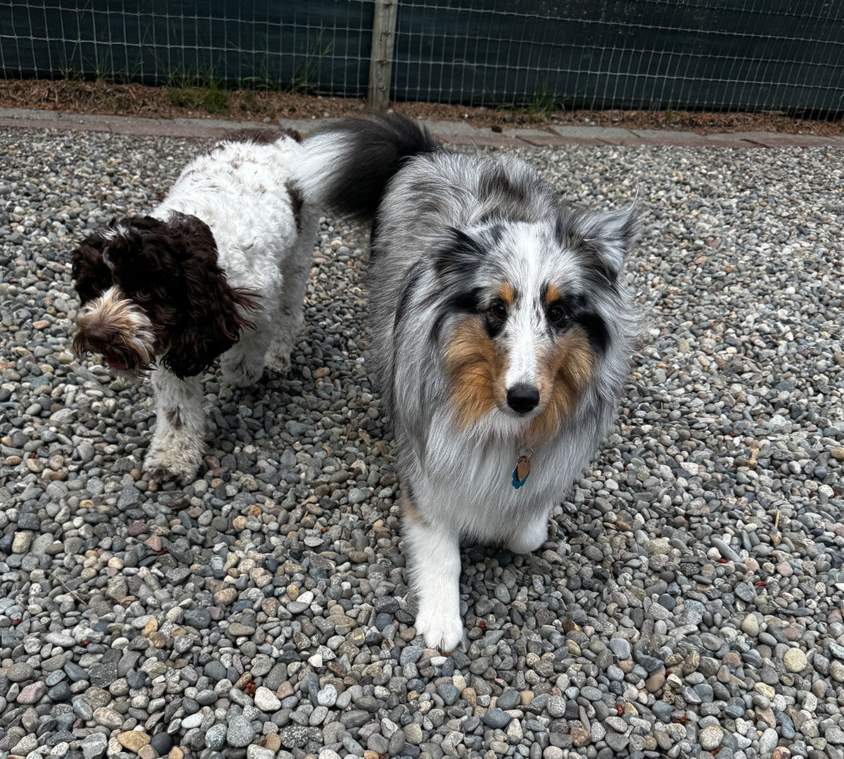 Two dogs playing at Lead Me On's doggie daycare in Olympia Washington