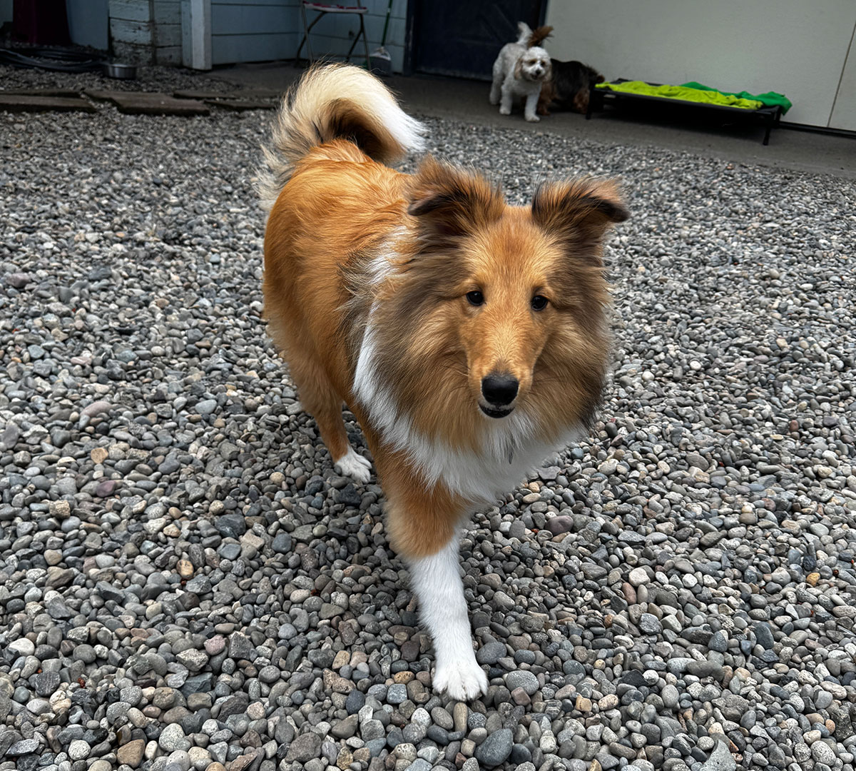 lead-me-on-daycare-miniature-collie-dog-olympia-wa-cp Miniature collie dog at Lead Me On daycare facility for dogs in Olympia, Washington